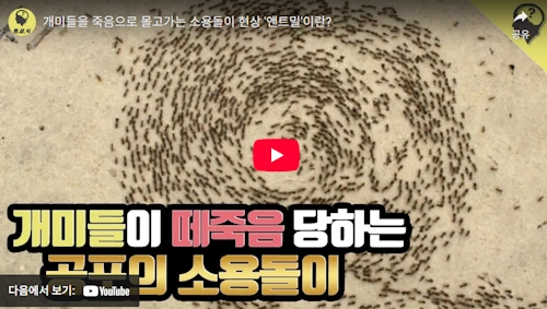 개미들을 죽음으로 몰고가는 소용돌이 현상 '앤트밀'