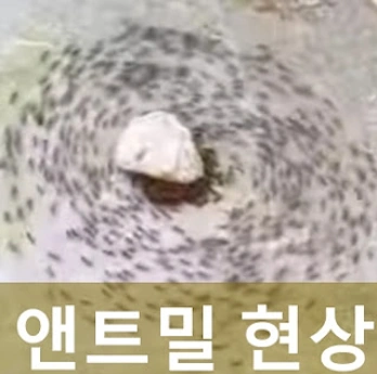 엔트밀 현상 엔트밀 사태 이유 (ANT Mil 앤트밀)