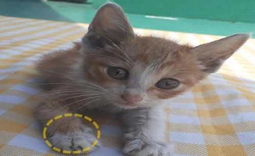 전신 장애 새끼고양이 재활 훈련 일기