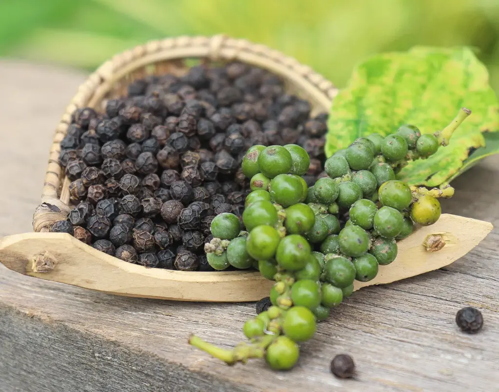 샐러드에 뿌려먹는 에르메스 후추 먼치페퍼 캄폿후추 효능 원산지 (최화정 후추) 말리기 전 캄폿후추 열매 모습