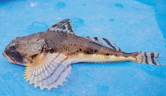 횟집 사장님도 모르는 대구횟대 먹는법(강철부대 나베코와시 토우베츠카지카) 대구 횟대 토우베츠카지카 (강철부대 나베코와시)