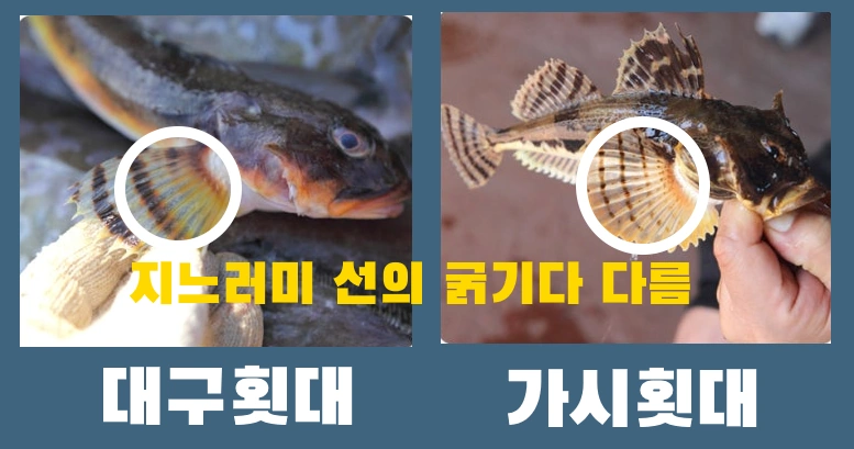 횟집 사장님도 모르는 대구횟대 먹는법(강철부대 나베코와시 토우베츠카지카) 대구횟대 가시횟대 차이 구별하는 방법