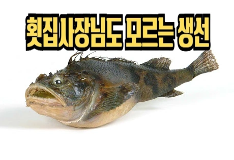 횟집 사장님도 모르는 대구횟대 먹는법(강철부대 나베코와시 토우베츠카지카) 횟집 사장님도 모르는 대구횟대 먹는법(강철부대 나베코와시 토우베츠카지카)